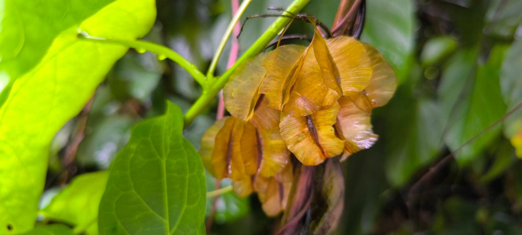 Combretum racemosum fruit