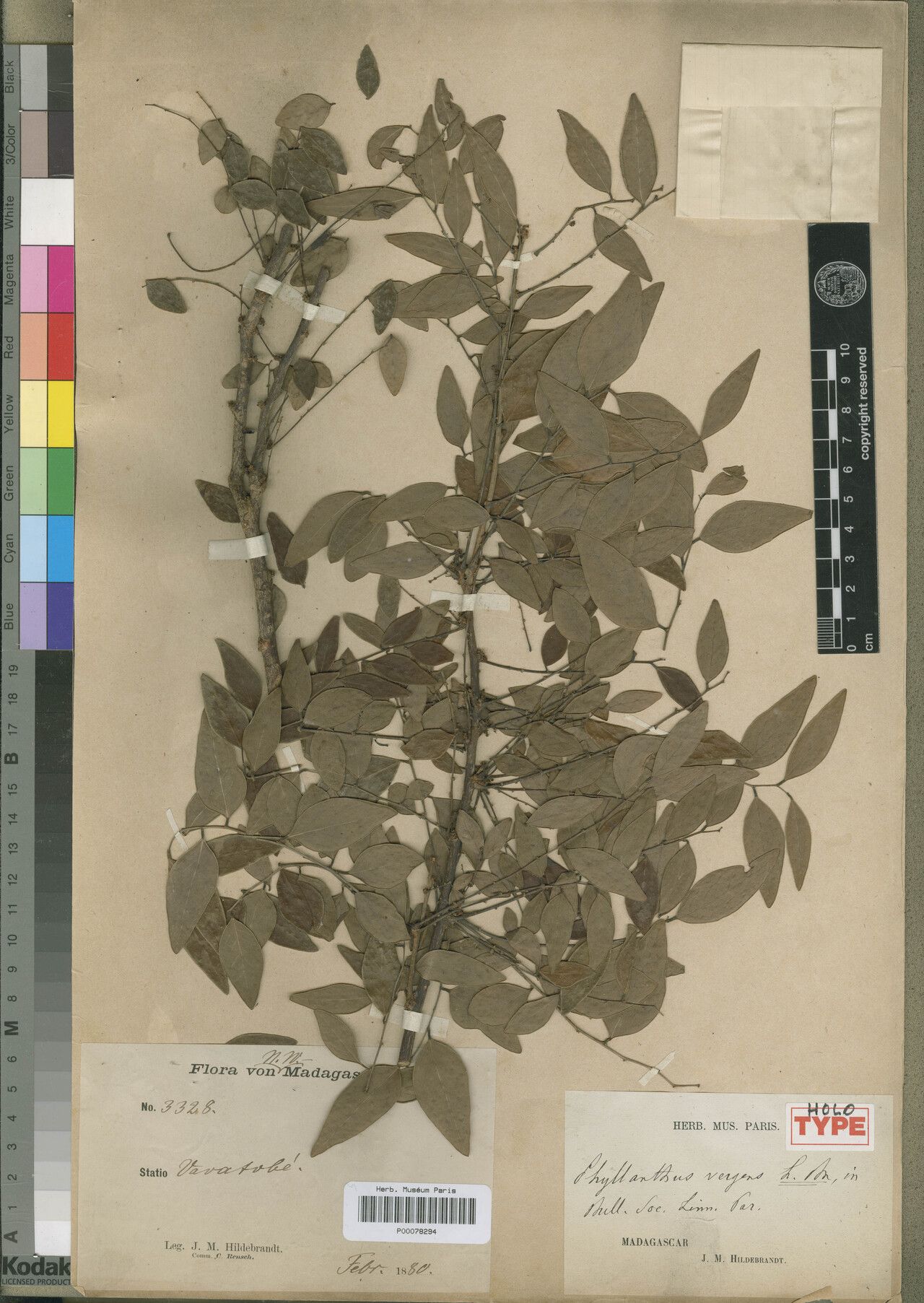 Phyllanthus vergens — houseplant care guide