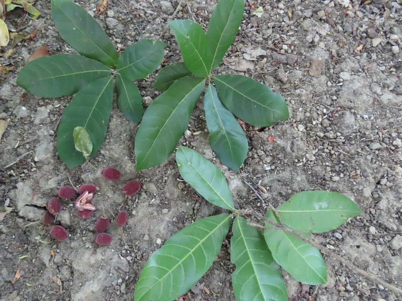 Sloanea terniflora leaf