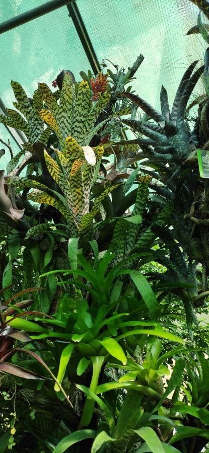 Aechmea orlandiana habit