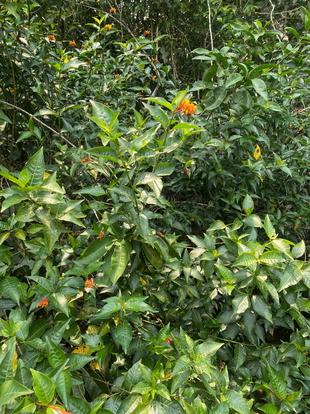 Palicourea fastigiata habit