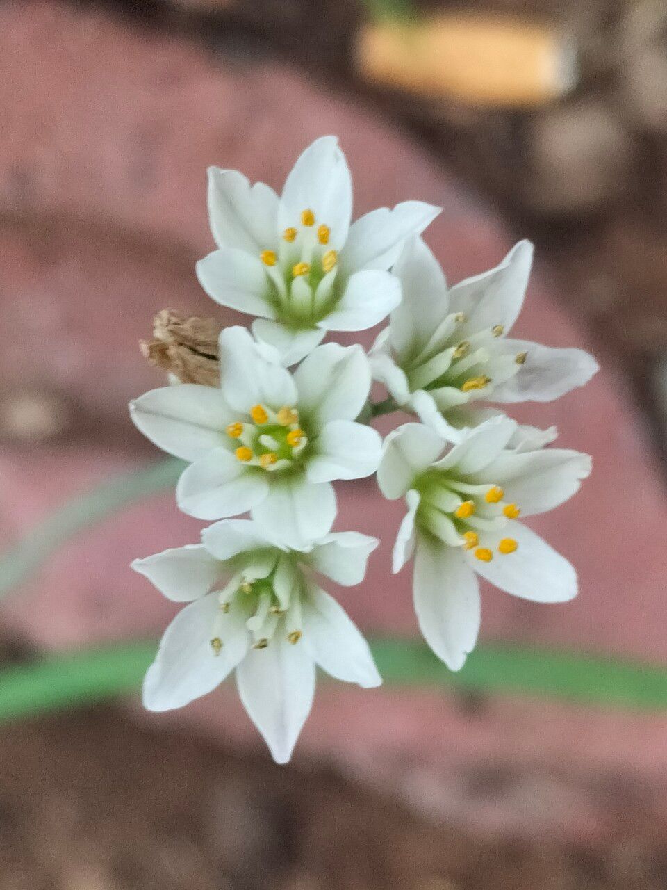 Nothoscordum gracile flower