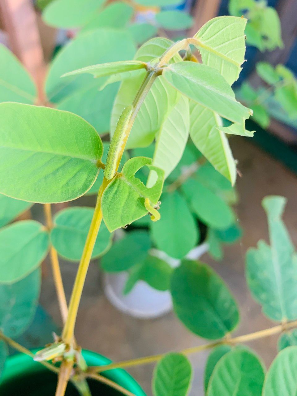 Senna reticulata bark