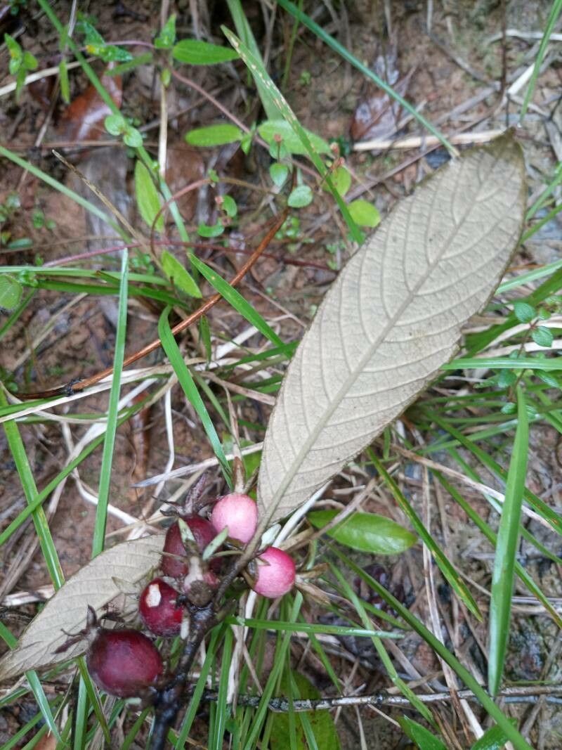 Sabicea cinerea fruit