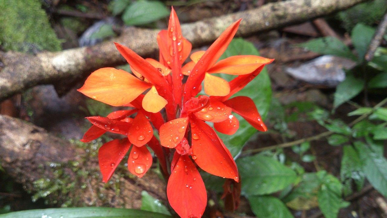 Aphelandra aurantiaca flower