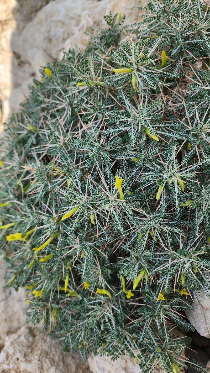 Astragalus sieberi habit