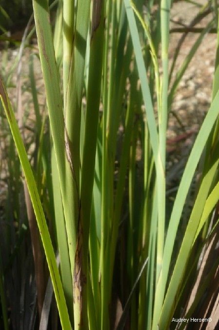 Machaerina deplanchei bark