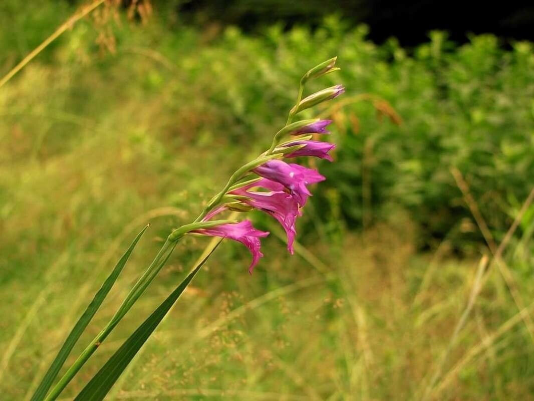 Gladiolus imbricatus flower