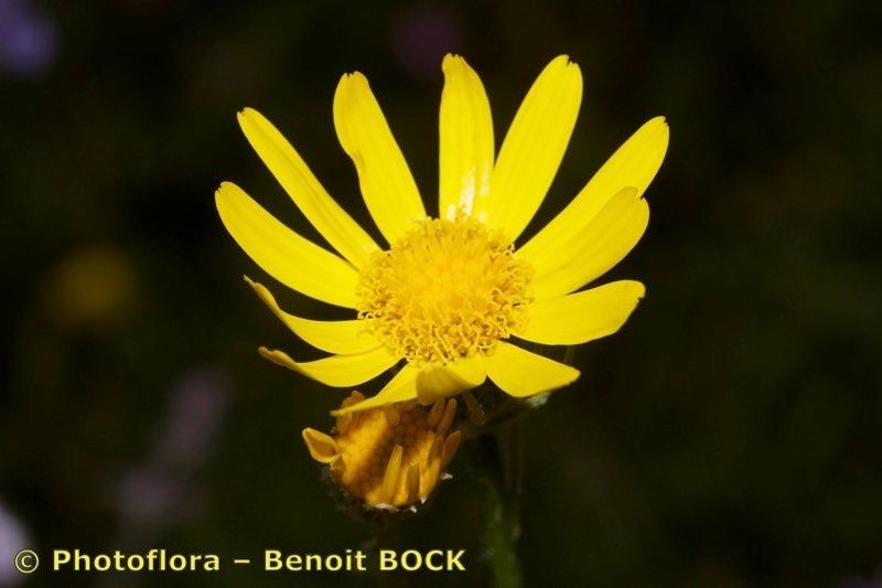 Senecio ruthenensis flower