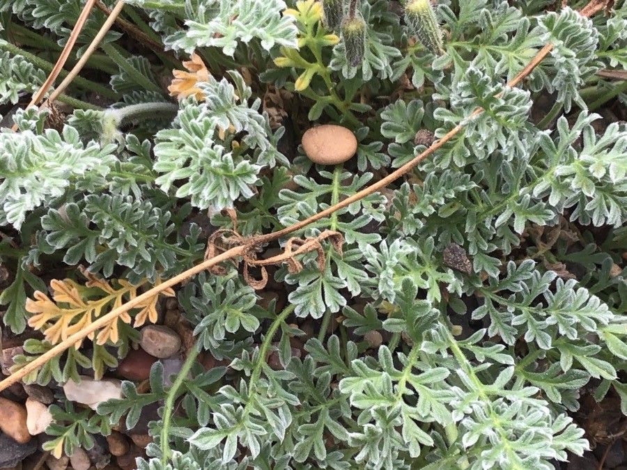 Erodium sibthorpianum — search result for 'Erodium'