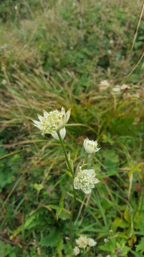 Astrantia minor flower