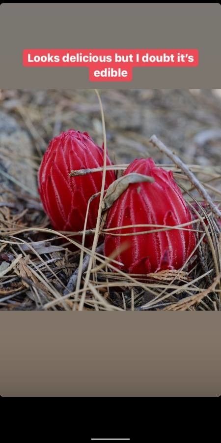 Sarcodes sanguinea fruit
