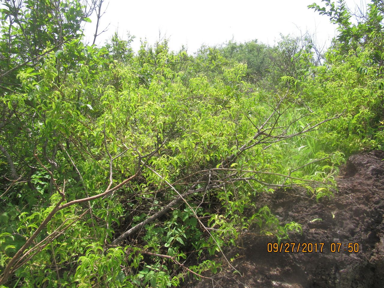 Hoslundia opposita — houseplant care guide