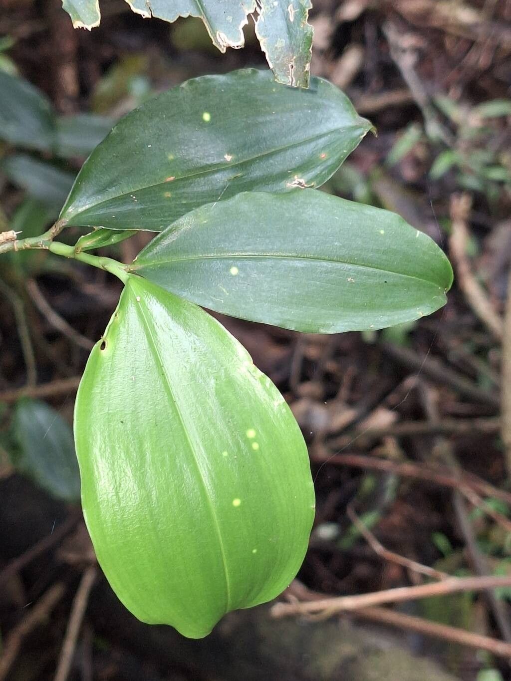 Dracaena laxissima leaf