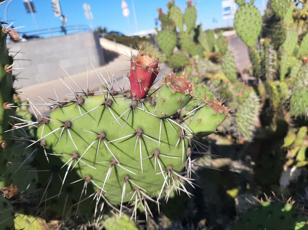 Opuntia oricola fruit