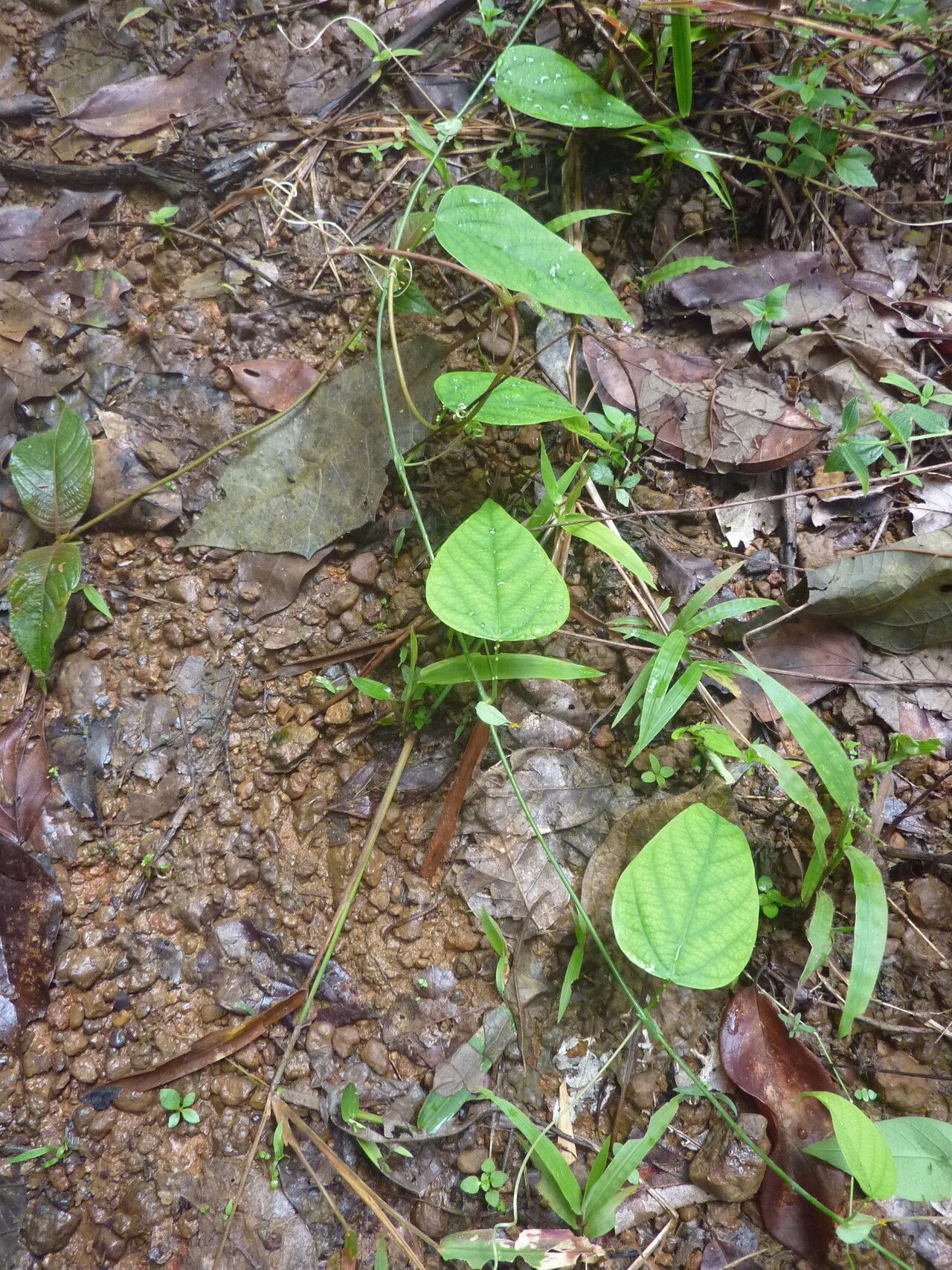 Passiflora retipetala habit