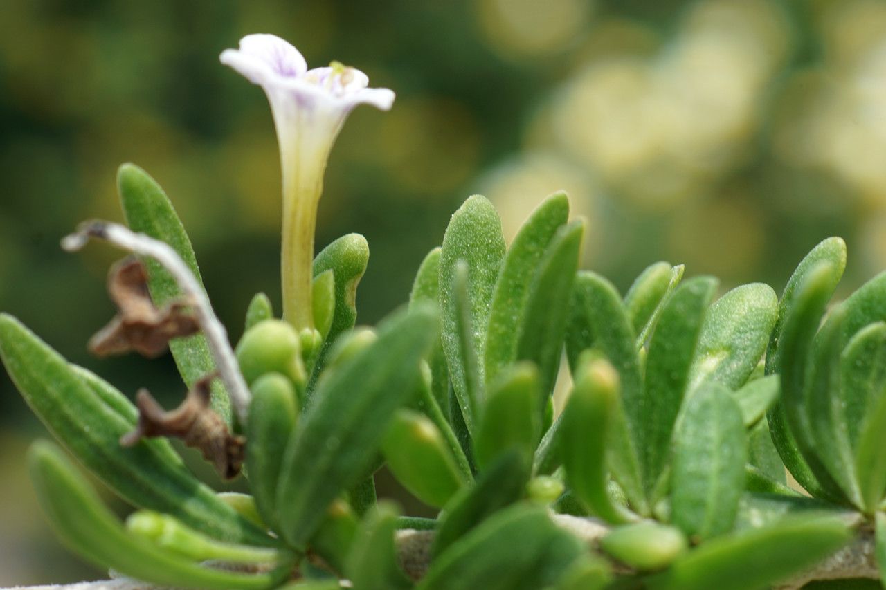 Lycium schweinfurthii habit