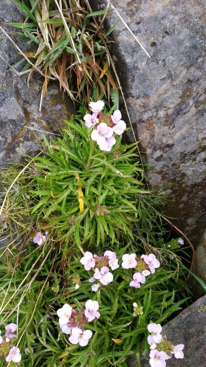 Erysimum bicolor flower