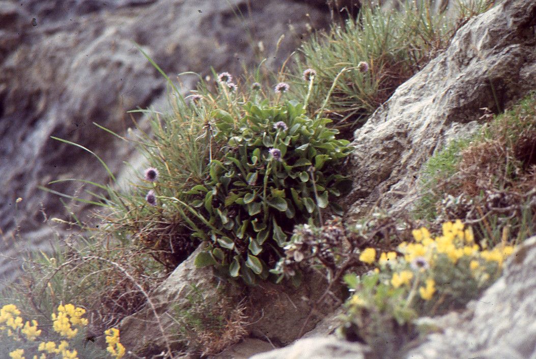 Globularia cambessedesii — houseplant care guide