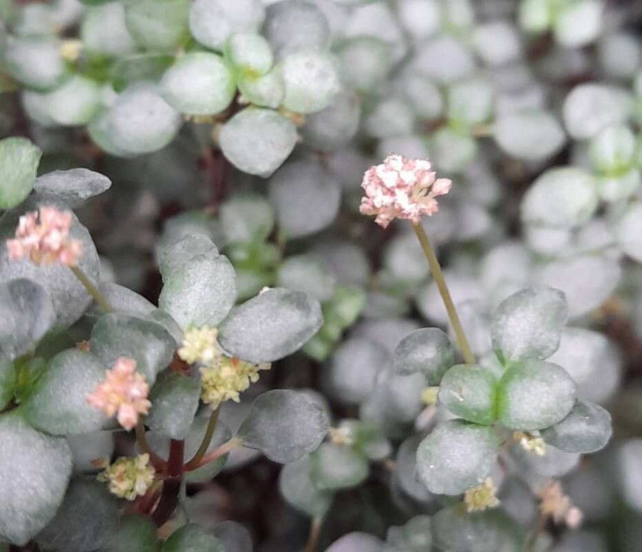 Pilea libanensis flower