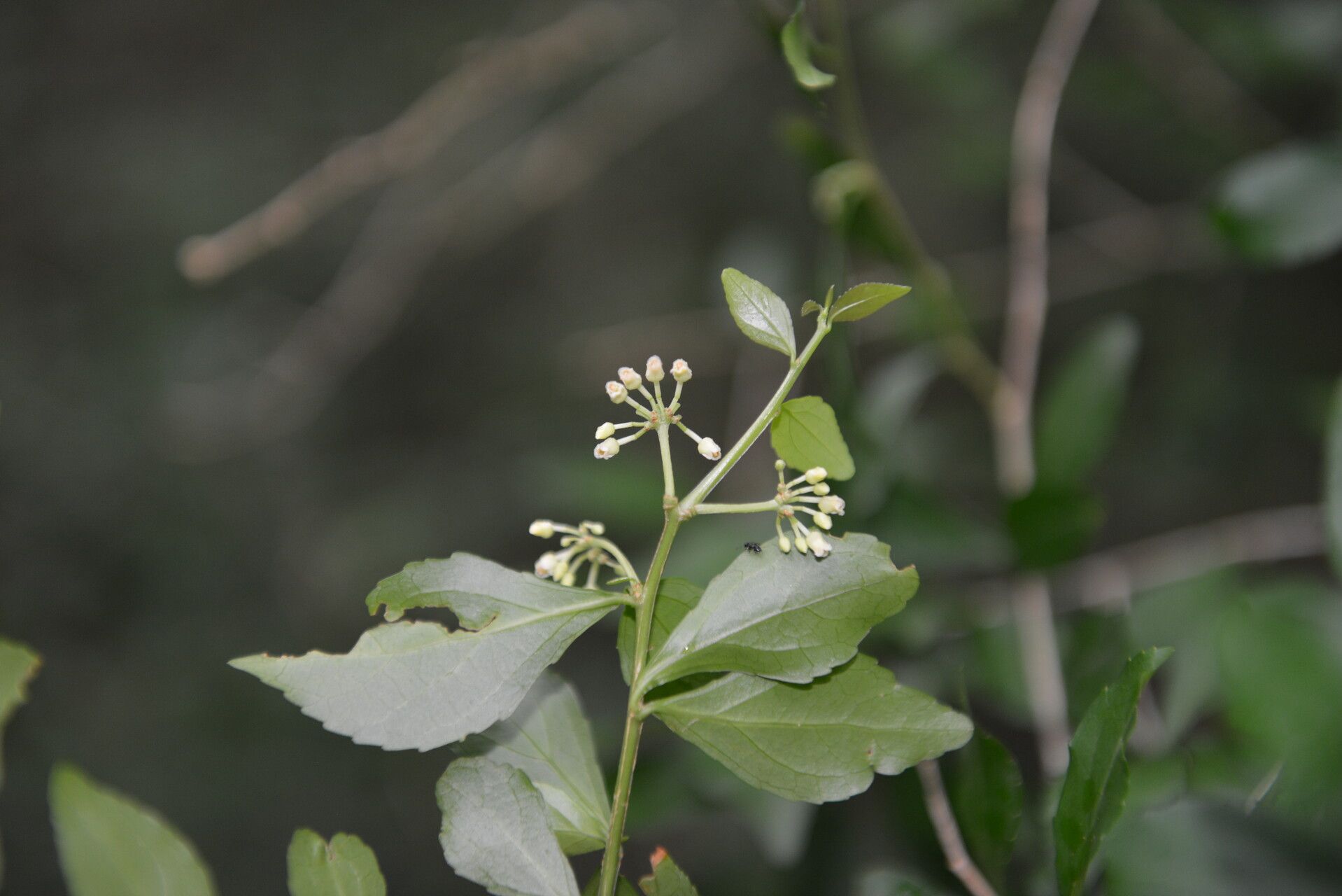 Hybanthus yucatanensis flower