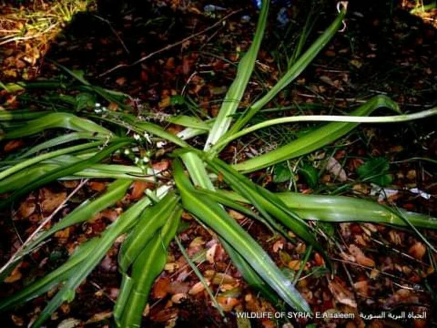 Nectaroscilla hyacinthoides — search result for 'Hyacinthoides'