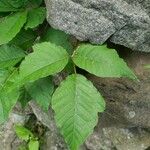 Toxicodendron radicans
