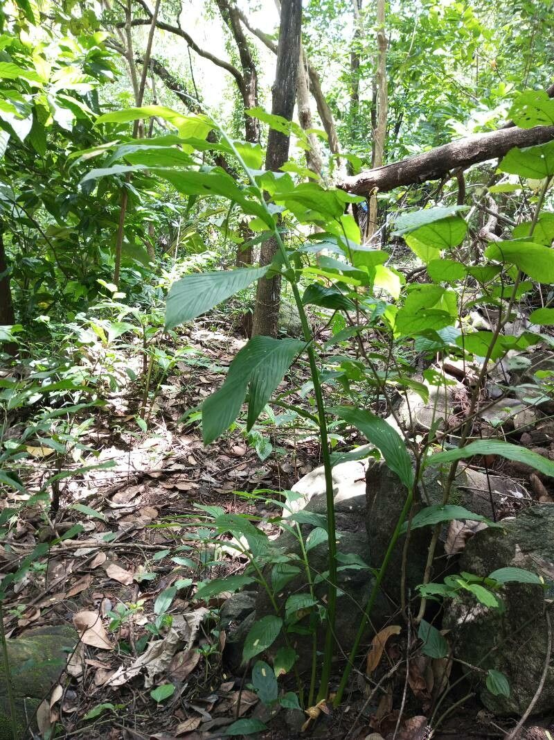 Zingiber cernuum habit