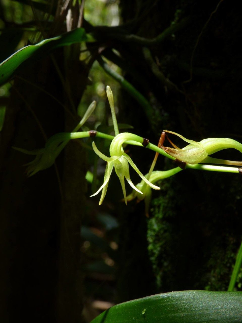 Angraecum calceolus flower