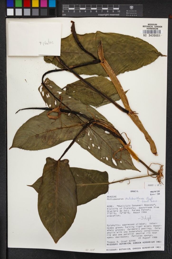 Philodendron pulchellum — houseplant care guide