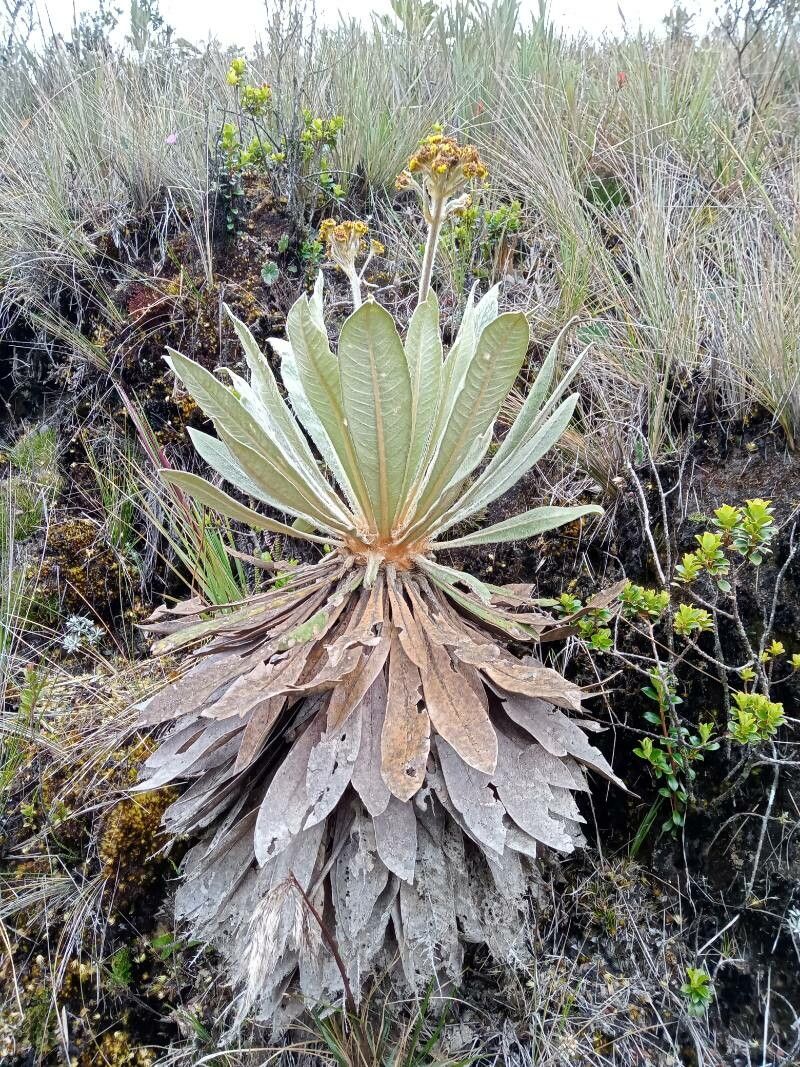 Espeletia corymbosa habit
