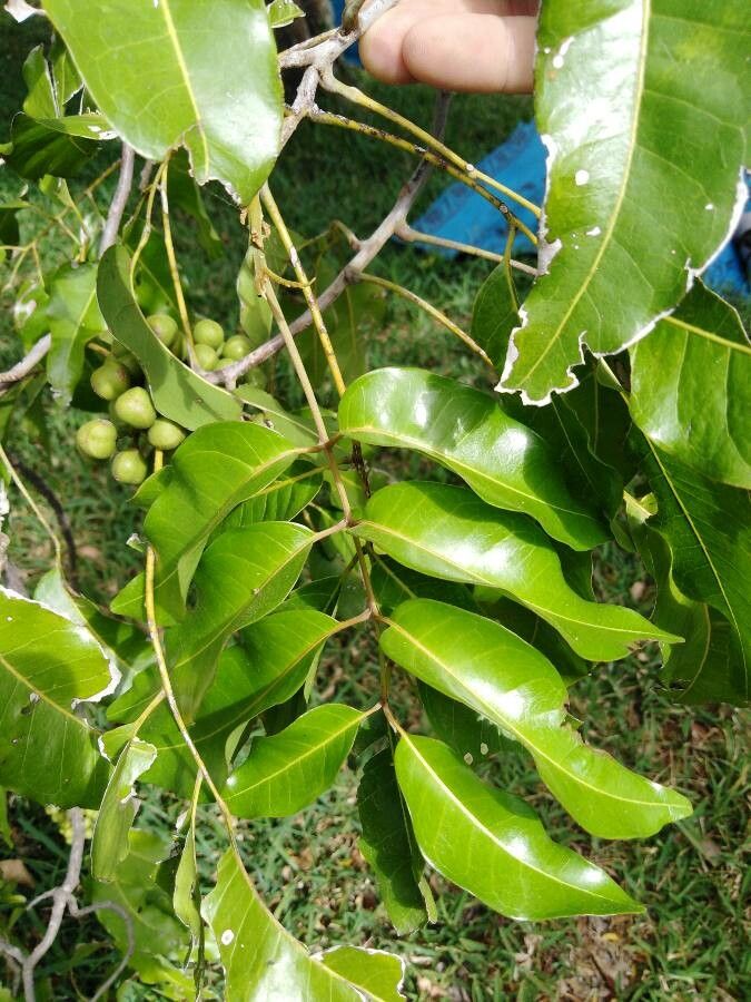 Elattostachys apetala leaf