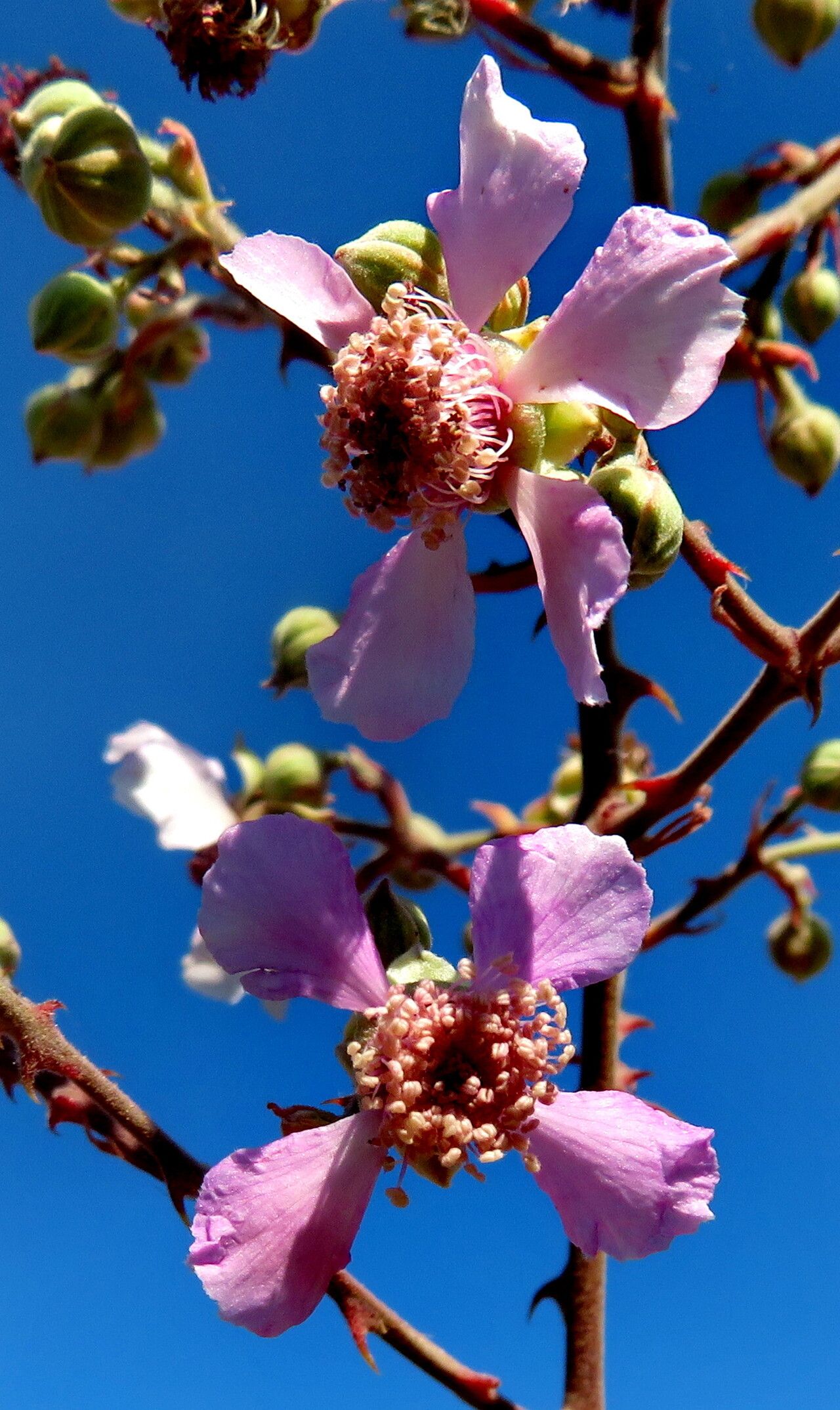 Rubus creticus flower