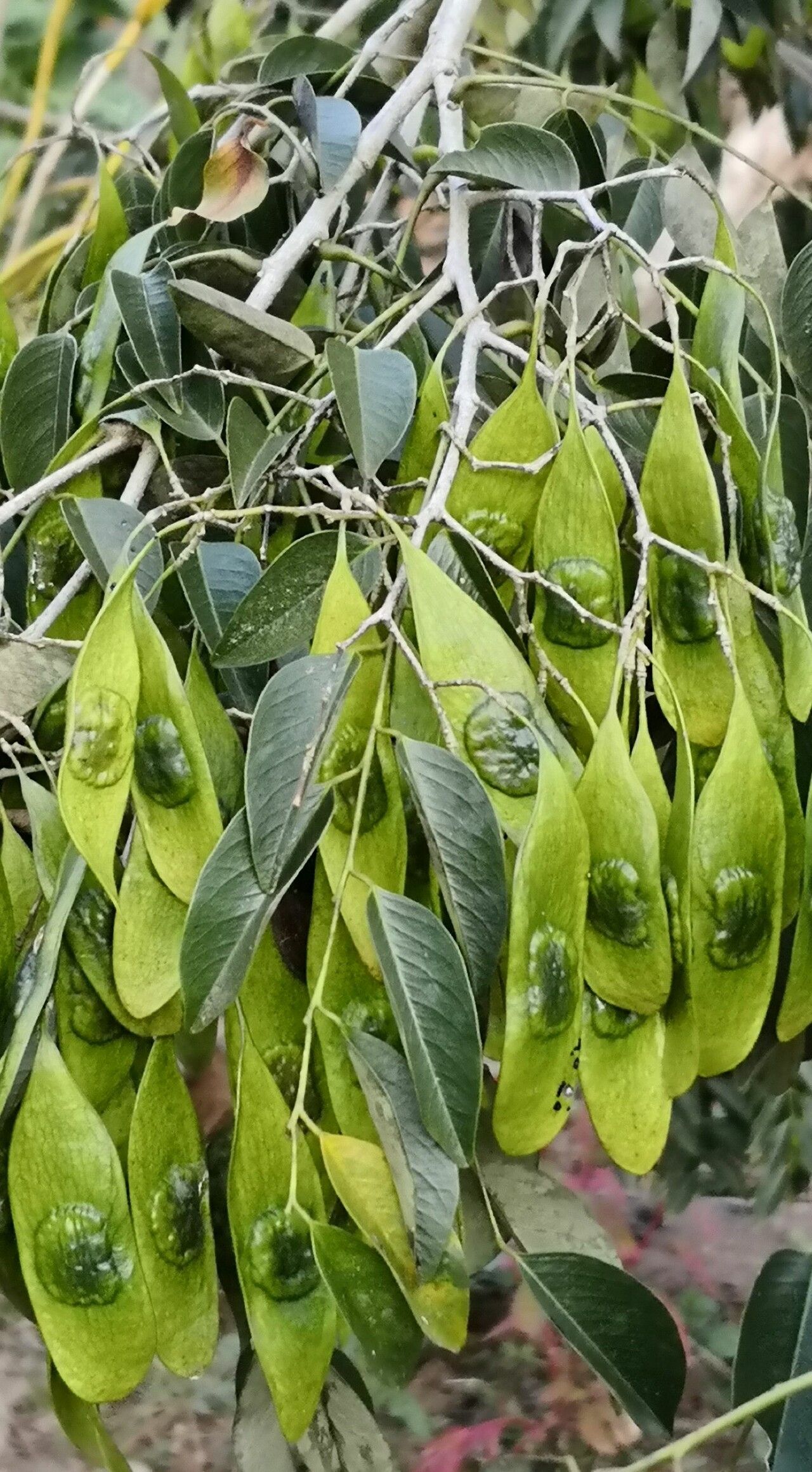 Dalbergia odorifera fruit