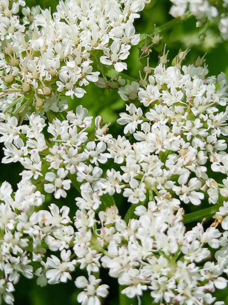 Oenanthe javanica flower