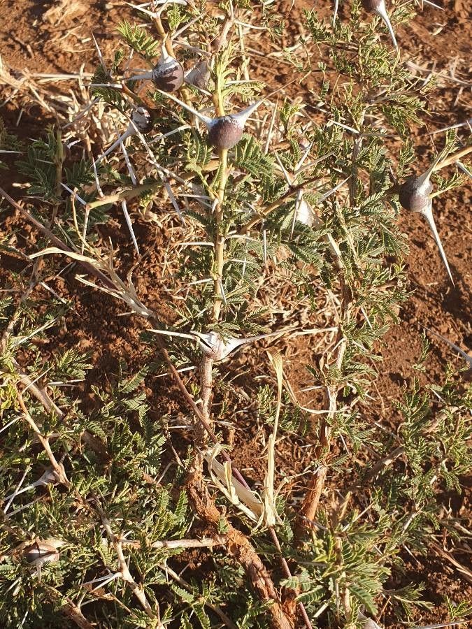 Vachellia drepanolobium leaf