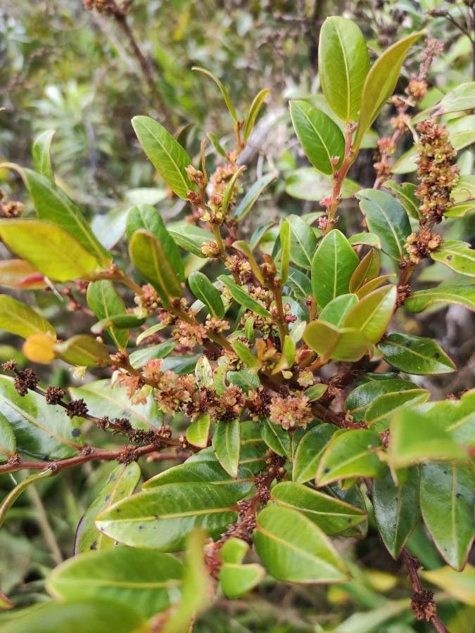 Phyllanthus phillyreifolius — search result for 'Phyllanthus'