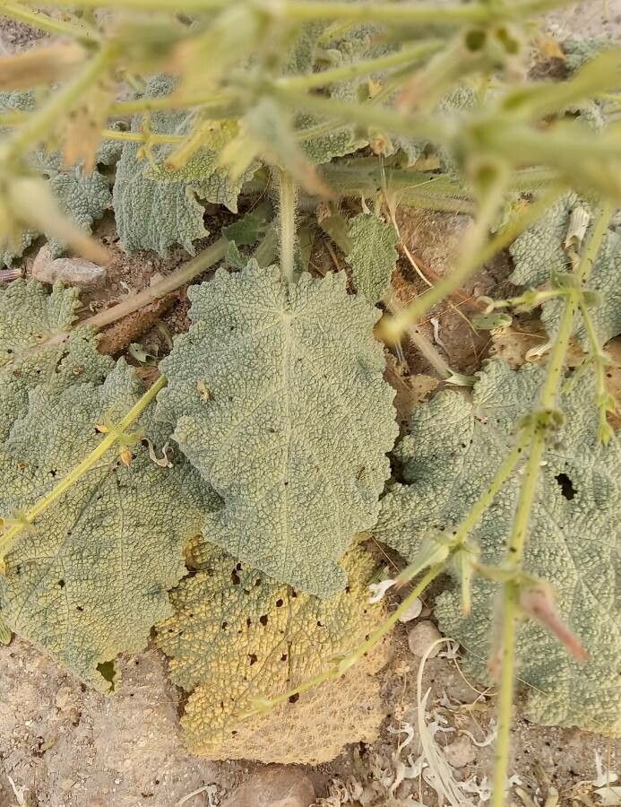 Salvia sharifii — houseplant care guide