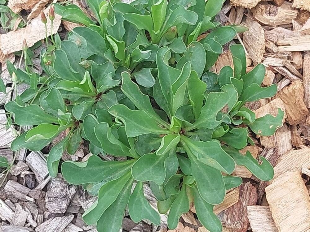 Erigeron aurantiacus — search result for 'Erigeron'