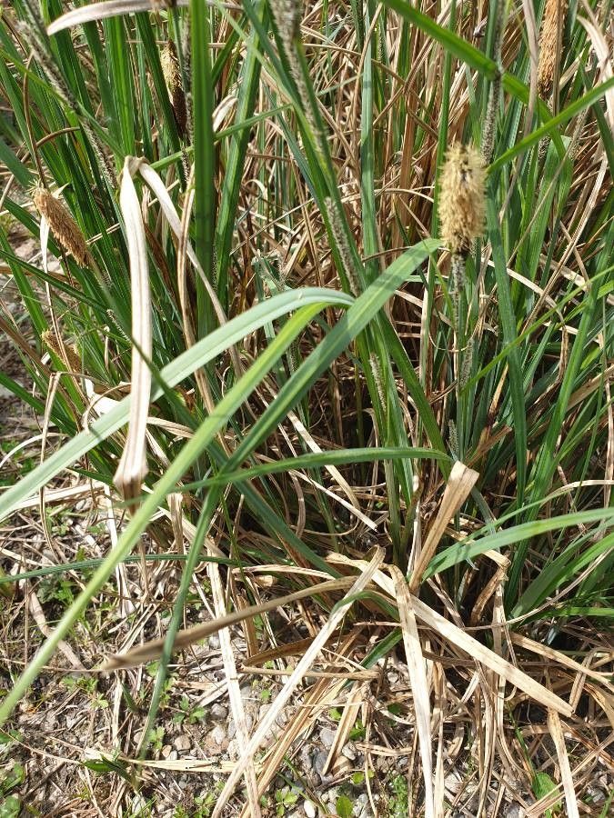 Carex hispida — houseplant care guide