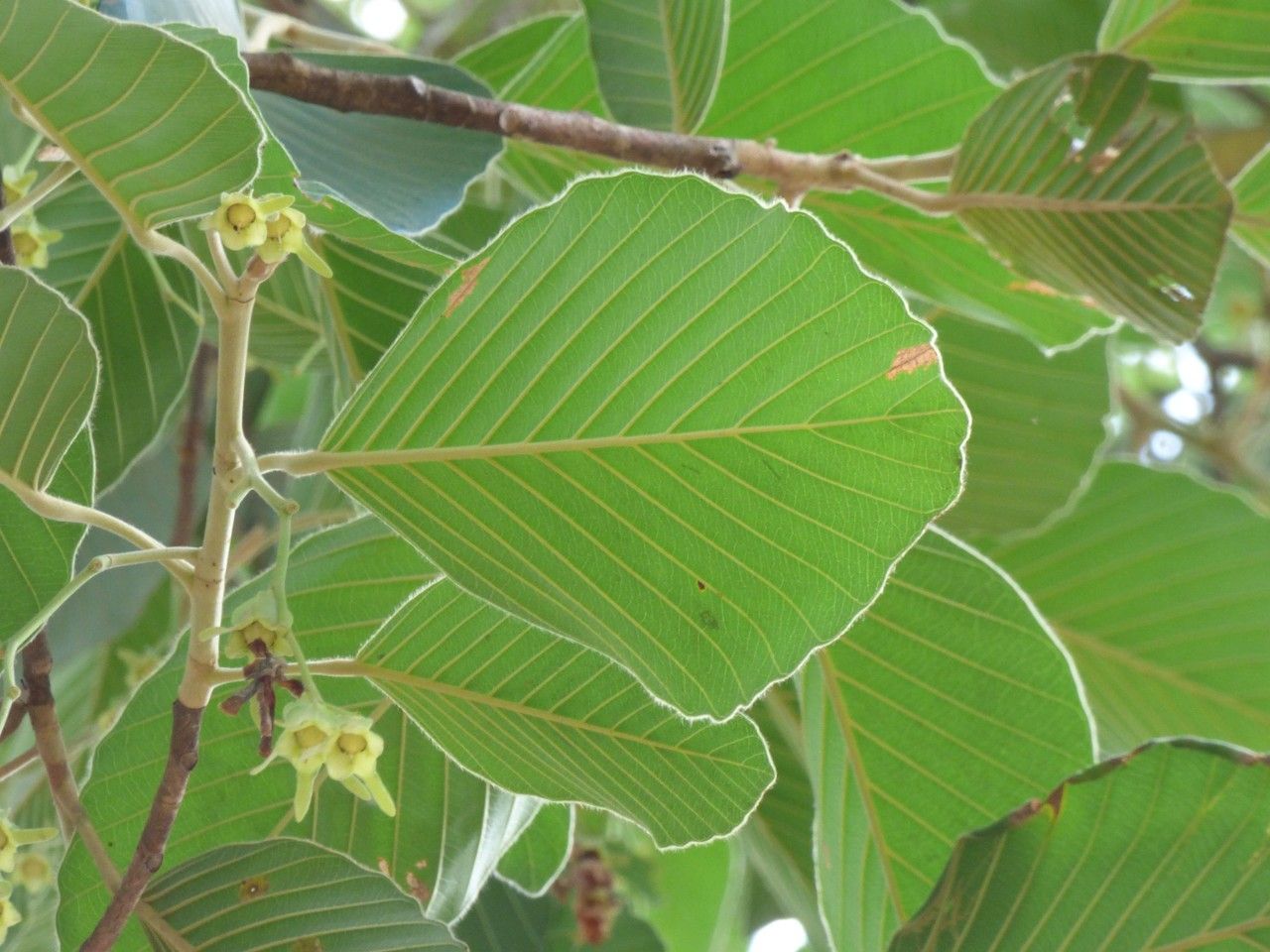 Dipterocarpus alatus — related species from the same genus