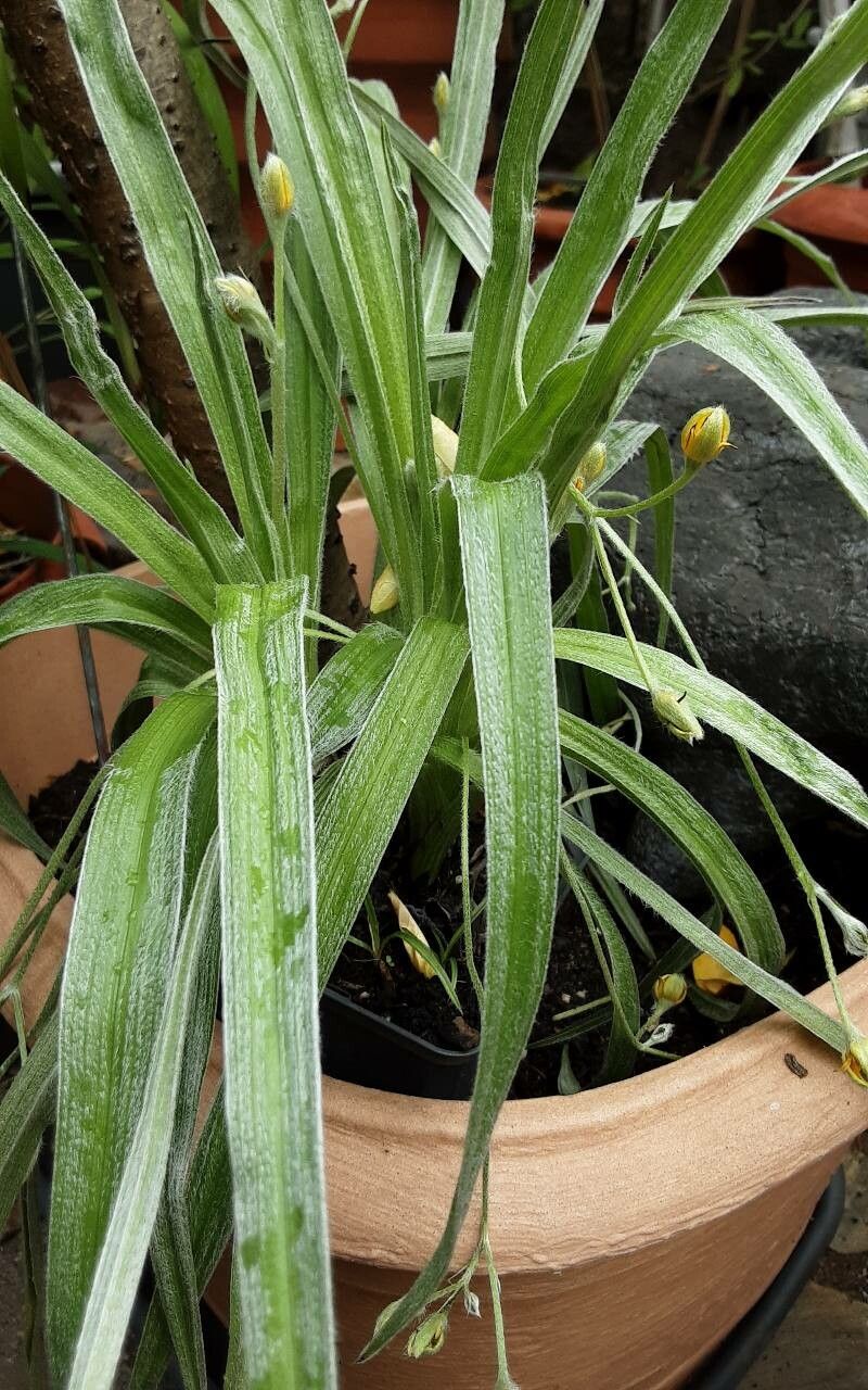 Hypoxis hirsuta leaf