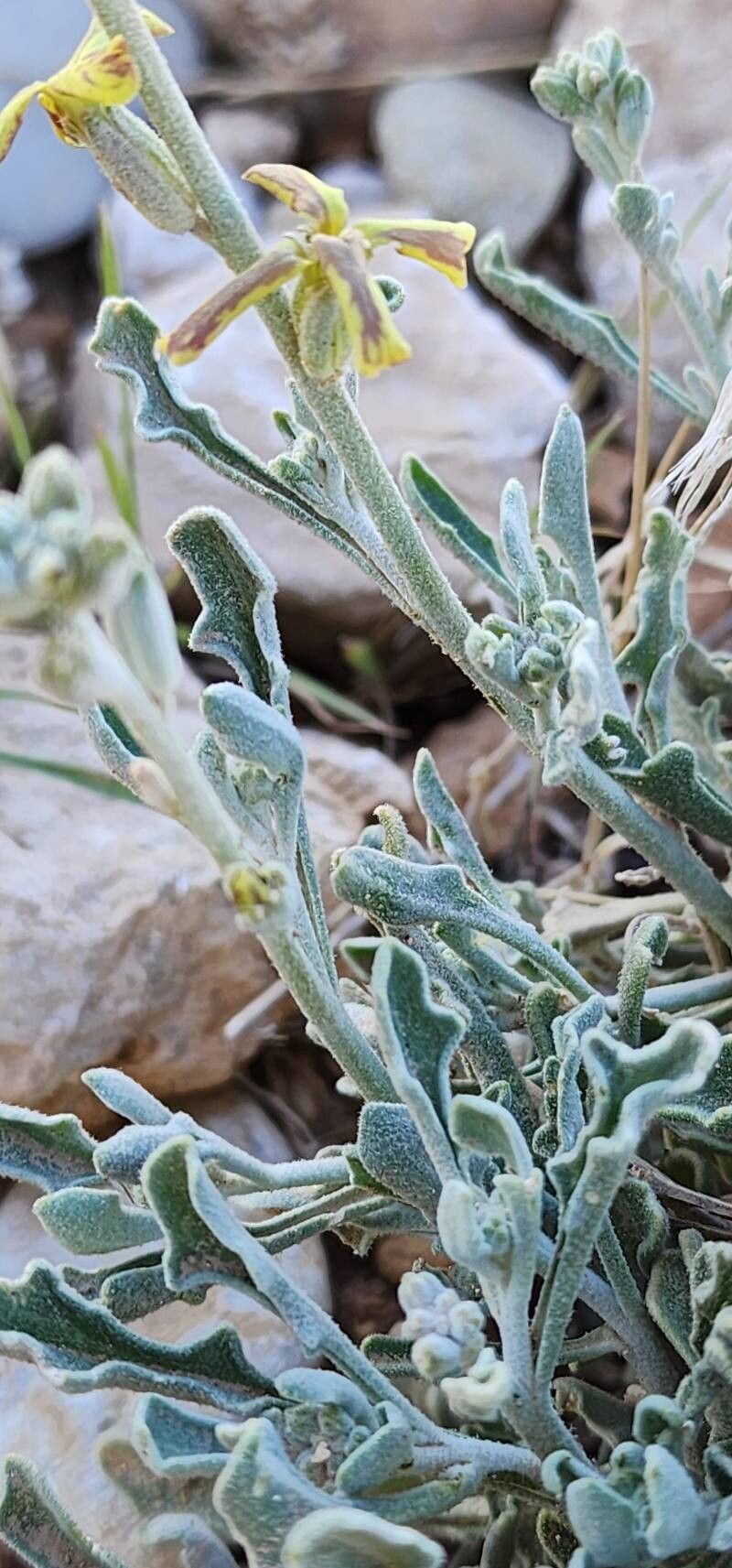 Matthiola flavida bark