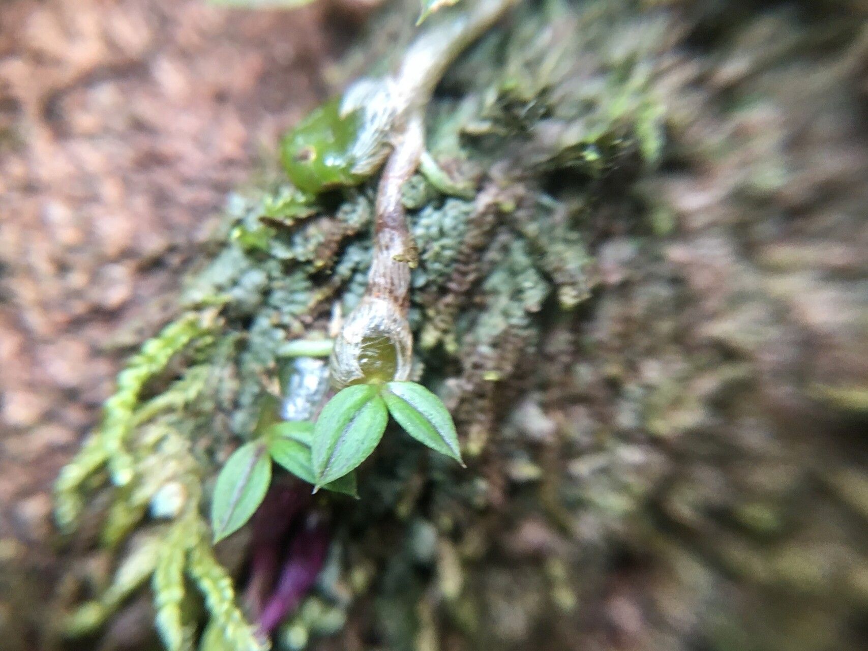 Bulbophyllum percorniculatum bark