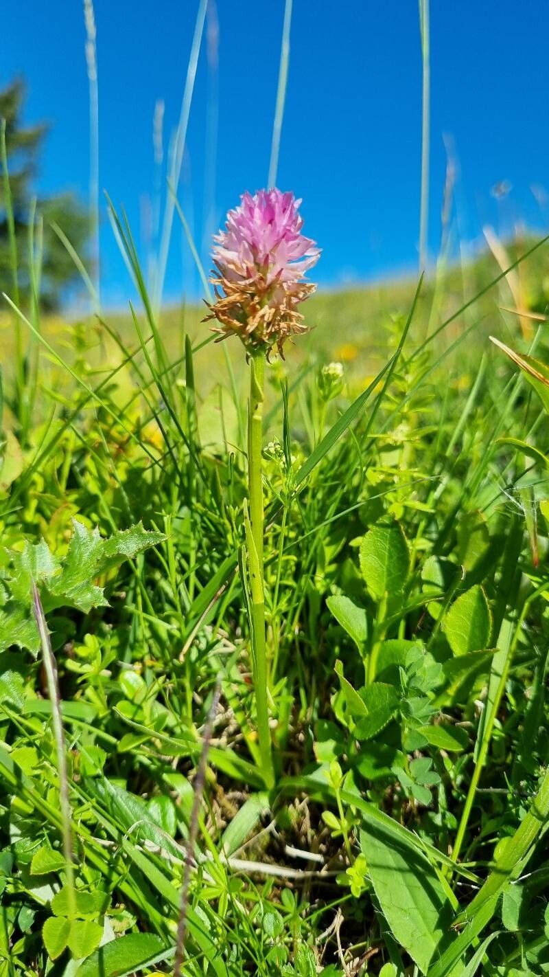 Gymnadenia lithopolitanica habit