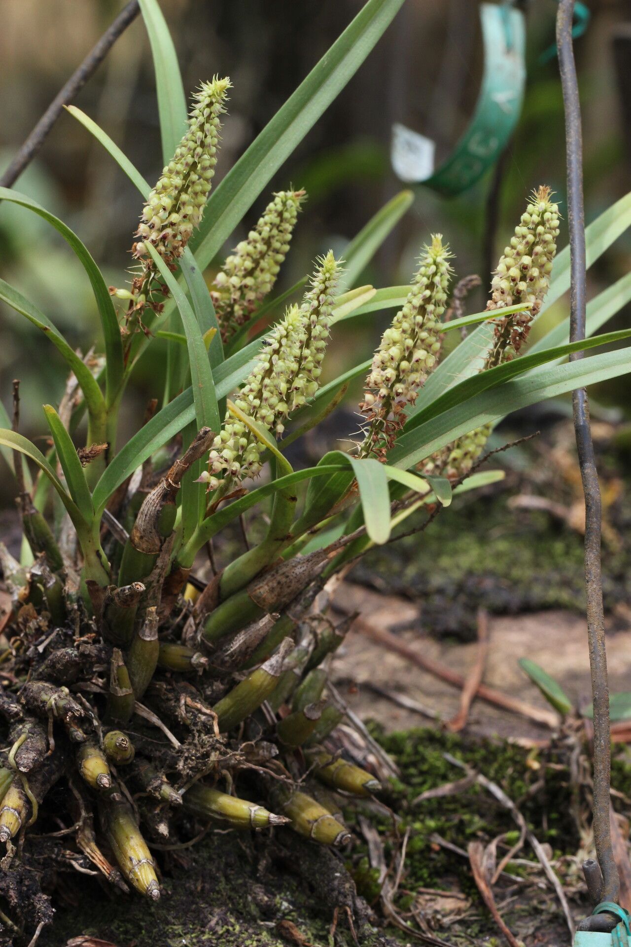Polystachya adansoniae flower