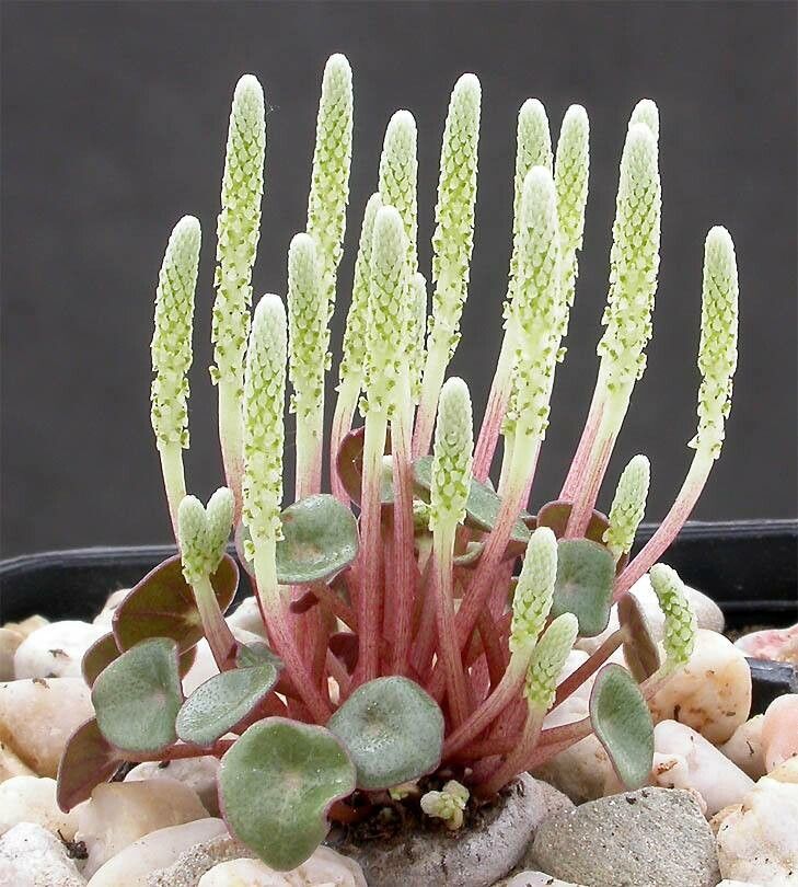 Peperomia monticola — houseplant care guide