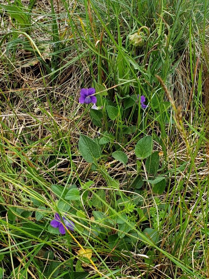 Viola adunca — search result for 'Viola'