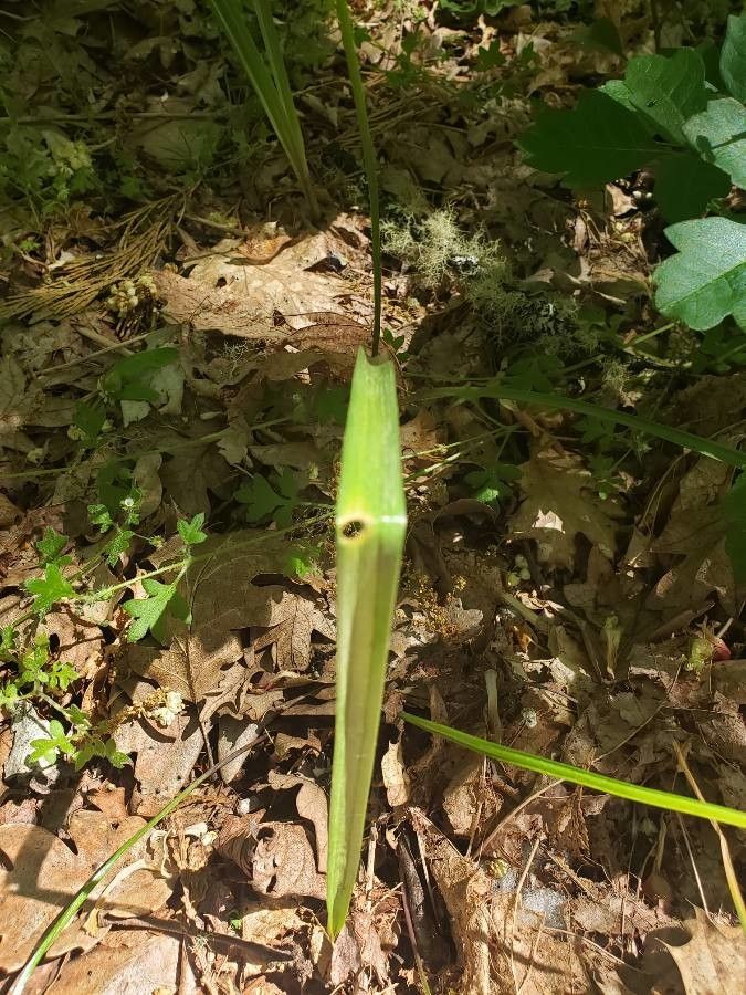 Triteleia hendersonii — houseplant care guide
