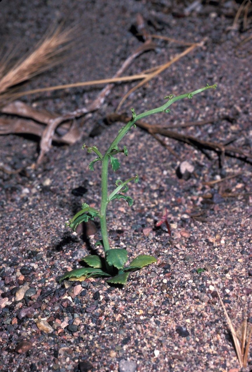 Scrophularia ramosissima habit
